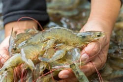 Tranh cãi việc ăn tôm như thế nào cho an toàn