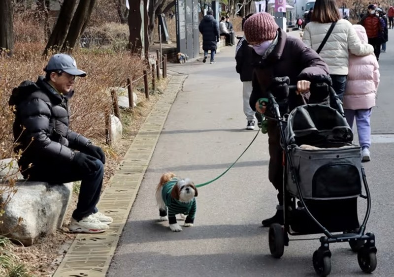 'Đã đến lúc loại bỏ thịt chó khỏi bàn ăn'