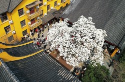 Cây hoa mộc lan 500 năm tuổi nở rộ hút du khách tham quan, chụp ảnh