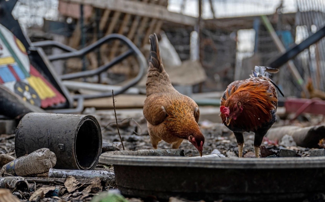 Bộ Y tế khuyến cáo 5 biện pháp phòng, chống cúm A/H5N1