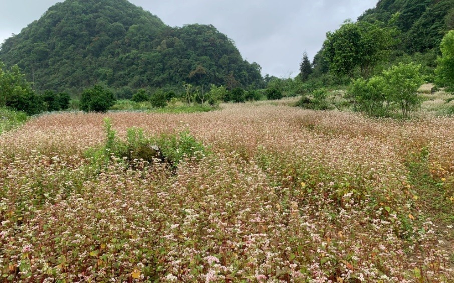 Dệt ước mơ xóa đói giảm nghèo ở Hà Giang Phụ nữ vùng cao Hà Giang cùng 'dệt ước mơ' xóa đói giảm nghèo