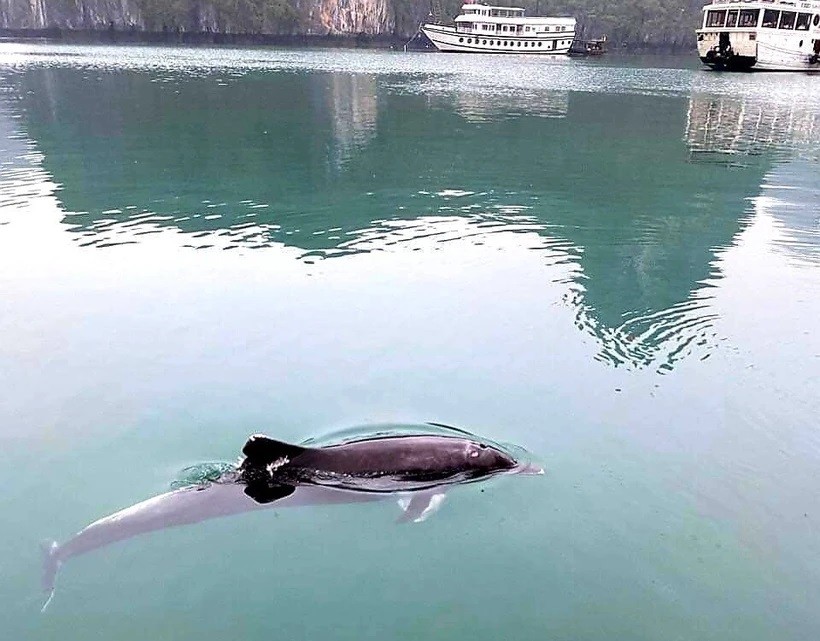 Tín hiệu tích cực về môi trường biển khi liên tục xuất hiện cá voi lội tại các vùng biển tỉnh Quảng Ninh