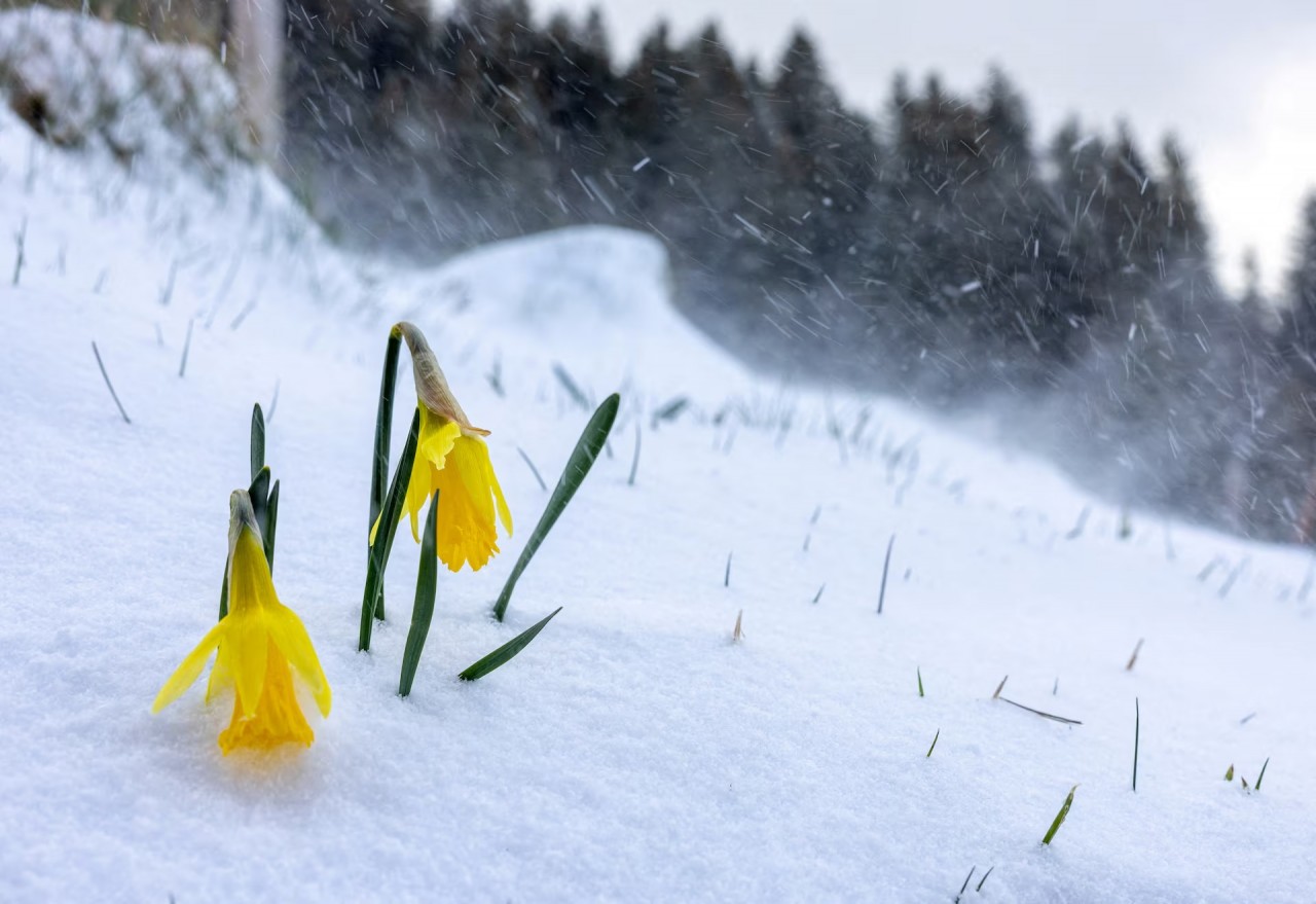 Ảnh ấn tượng (25 31/3): Nga đáp trả cáo buộc sẽ tấn công đồng minh Mỹ ở Đông Âu, Ukraine lắp ‘răng rồng’ chống tăng, ‘biển’ ô tô điện Trung Quốc