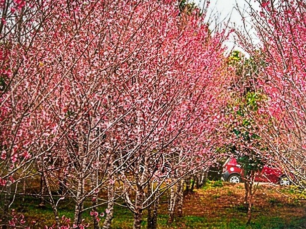 Hoa anh đào Nhật Bản và cơ duyên về với mảnh đất Điện Biên Hoa anh đào Nhật Bản và cơ duyên về với mảnh đất Điện Biên