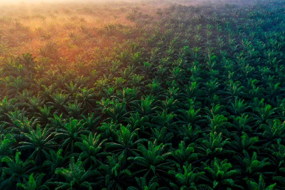 Malaysia giải quyết bài toán khó về tín chỉ carbon thế nào, chọn môi trường hay cơ hội kinh tế?