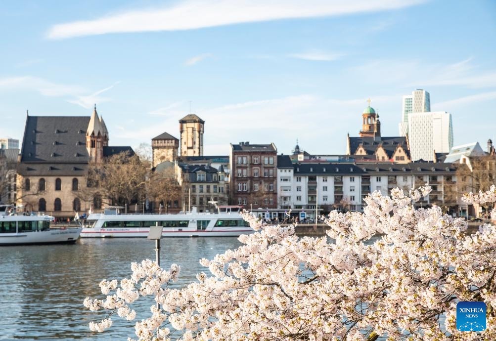 Mê mẩn cảnh sắc hoa anh đào nở rộ trên thế giới