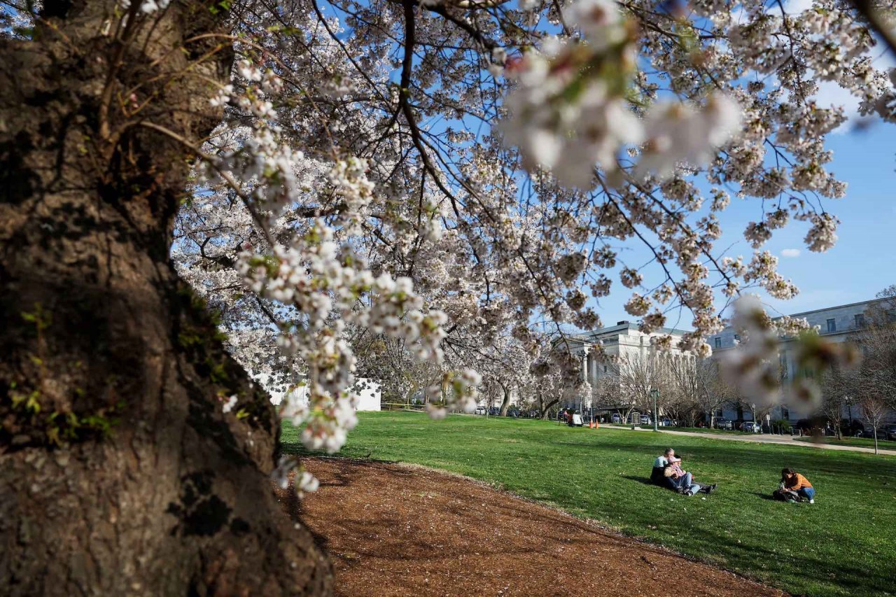 Mê mẩn cảnh sắc hoa anh đào nở rộ trên thế giới