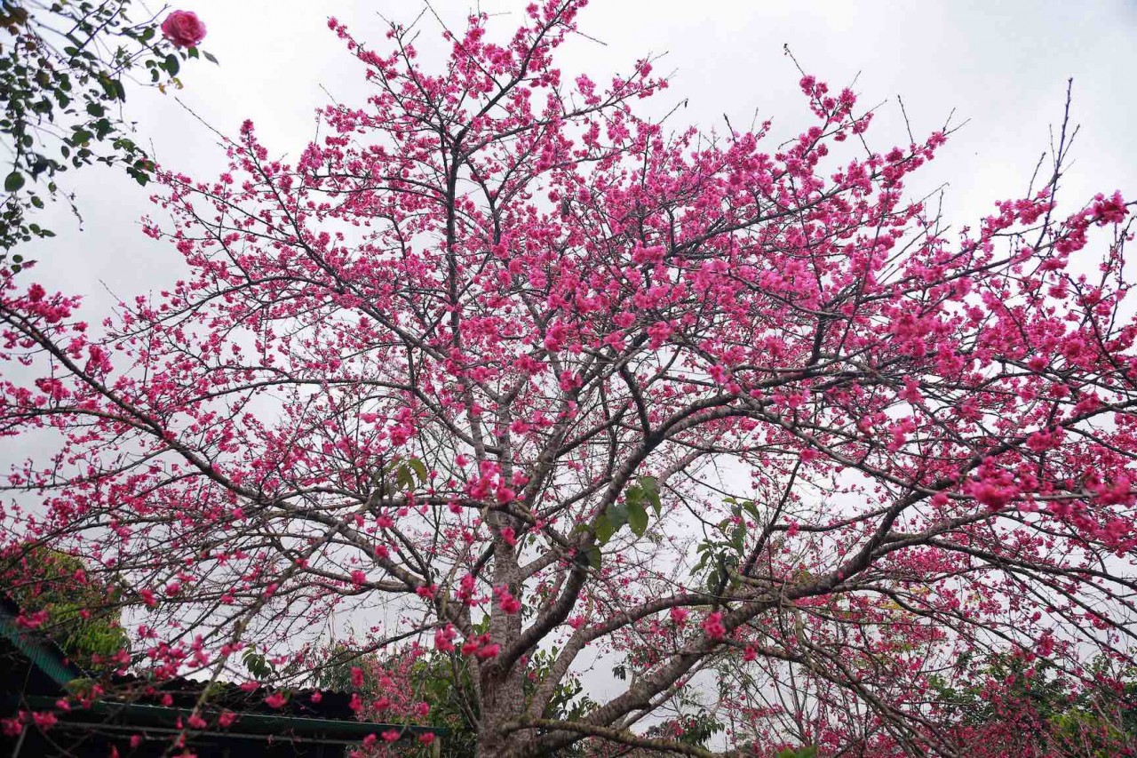 Mê mẩn cảnh sắc hoa anh đào nở rộ trên thế giới