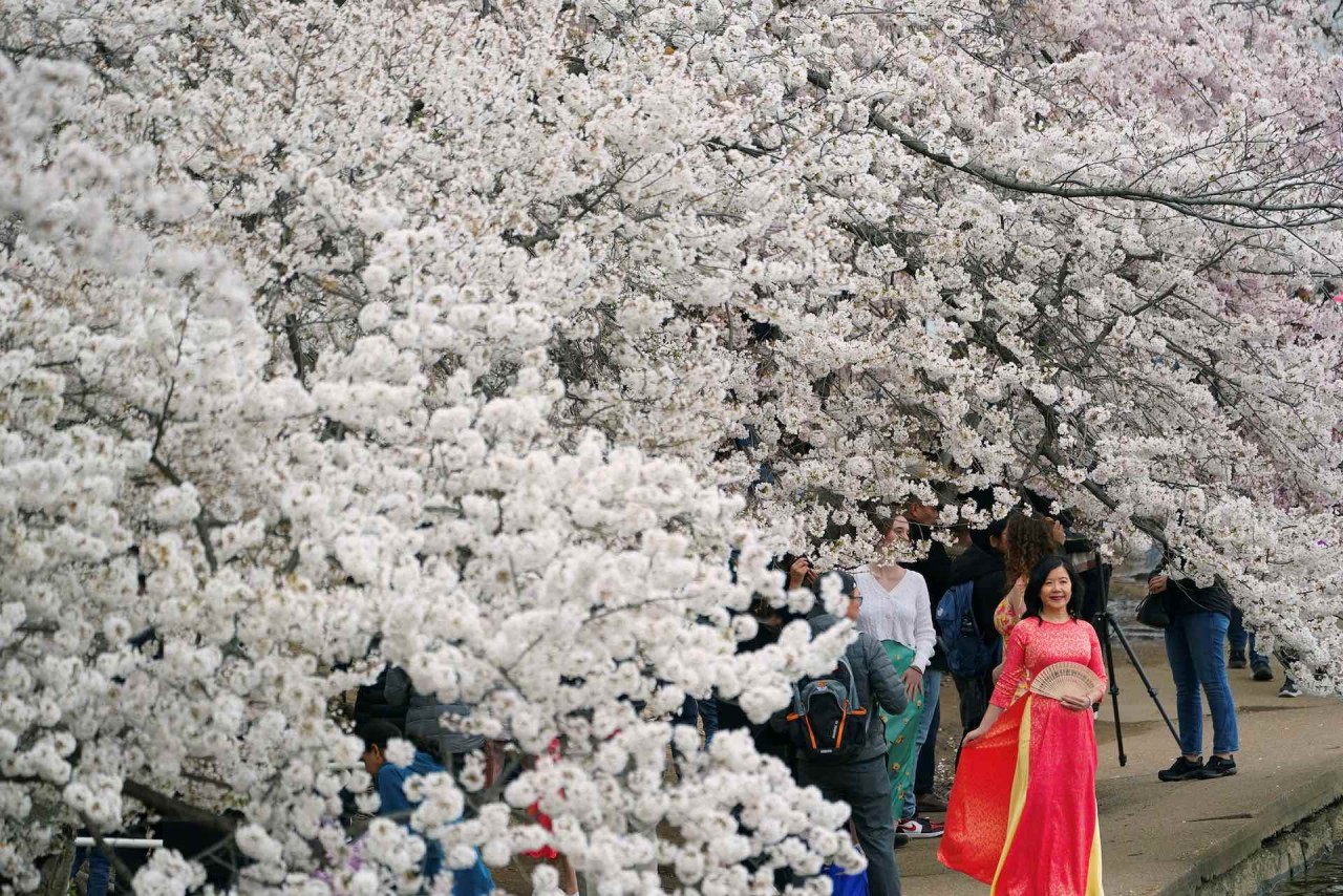 Mê mẩn cảnh sắc hoa anh đào nở rộ trên thế giới