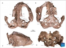 Trung Quốc phát hiện hóa thạch bò sát ăn cỏ thời kỳ giữa kỷ Jura