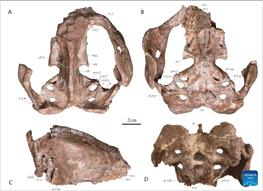 Trung Quốc phát hiện hóa thạch bò sát ăn cỏ thời kỳ giữa kỷ Jura