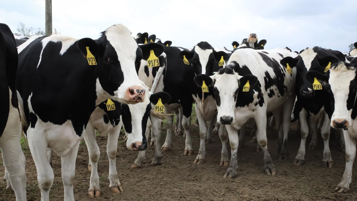 who noi gi ve nguy co lay cum gia cam khi uong sua bo tuoi chua qua xu ly