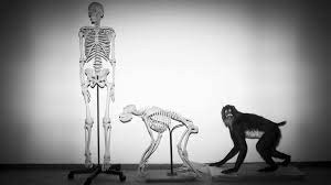 Vì sao con người lại không có đuôi?