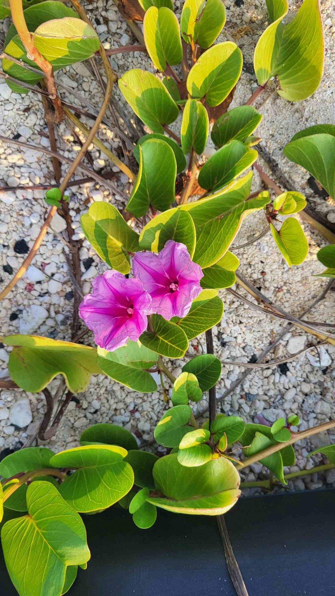 Thời tiết hôm nay 30/4: Cả nước nắng nóng- Bắc Bộ nắng gay gắt trước khi mưa. (Ảnh: MH)