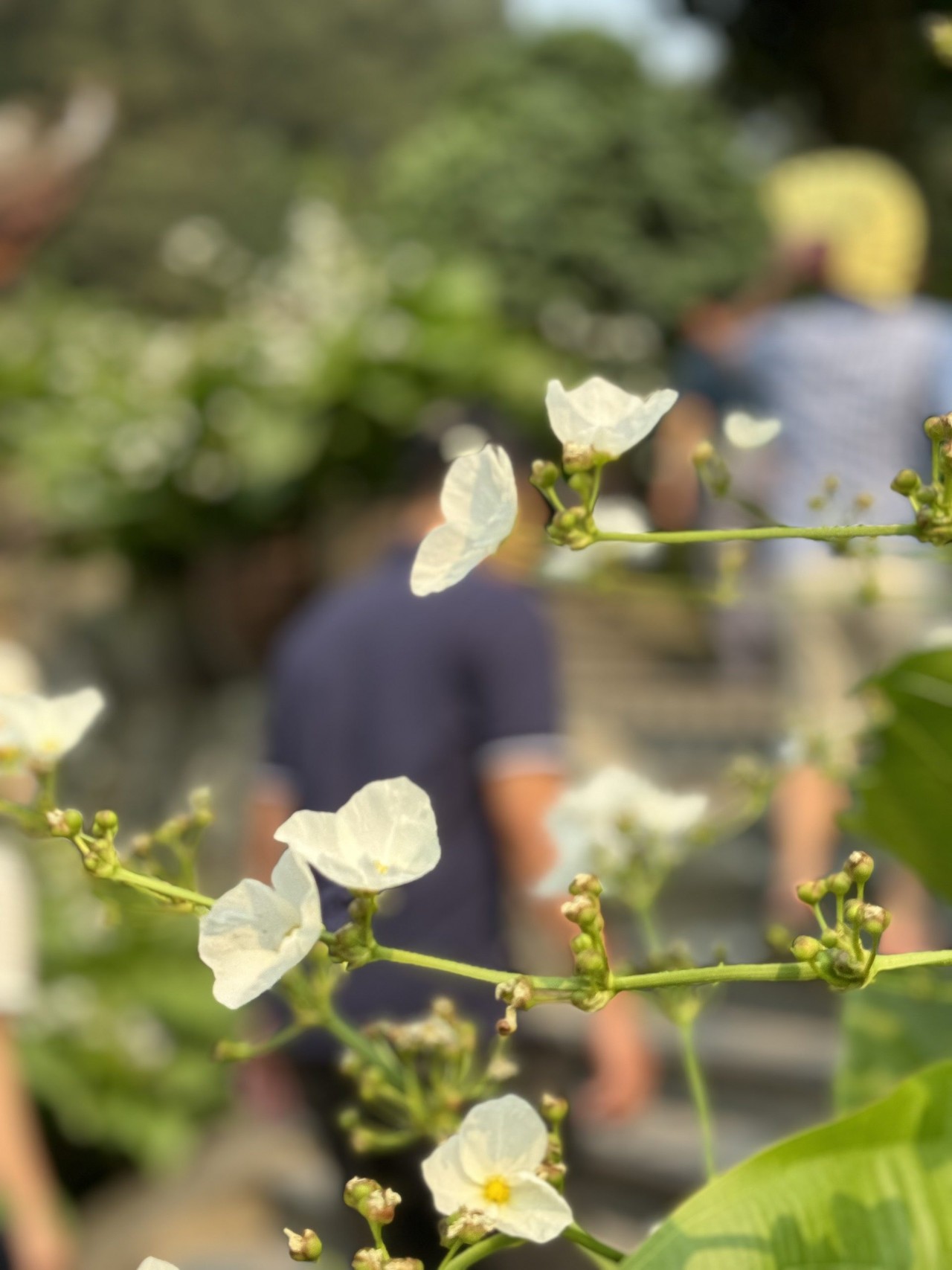 Chùa Địa Tạng Phi Lai: Một góc thanh tịnh, an yên ở Hà Nam