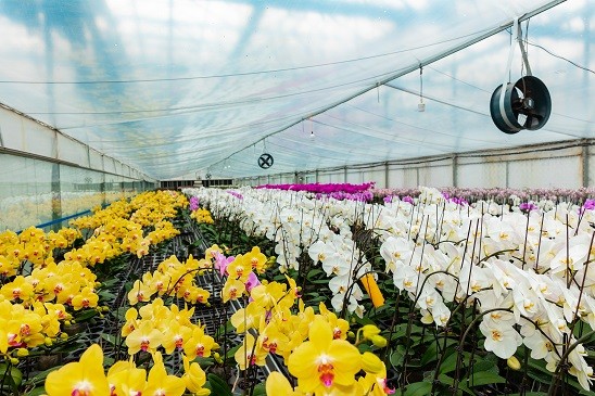 Cây giống phải trải qua 18 tháng nuôi trồng trong khu nhà kính với chế độ chăm sóc theo tiêu chuẩn. Cây giống phải trải qua 18 tháng nuôi trồng trong khu nhà kính với chế độ chăm sóc theo tiêu chuẩn.