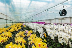 Doanh nhân Nguyễn Văn Kính hiện thực hóa 'giấc mơ' ghi tên Việt Nam trên bản đồ hoa lan thế giới