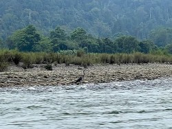 Diệc bụng trắng, loài chim quý nguy cơ tuyệt chủng rất cao xuất hiện ở Myanmar