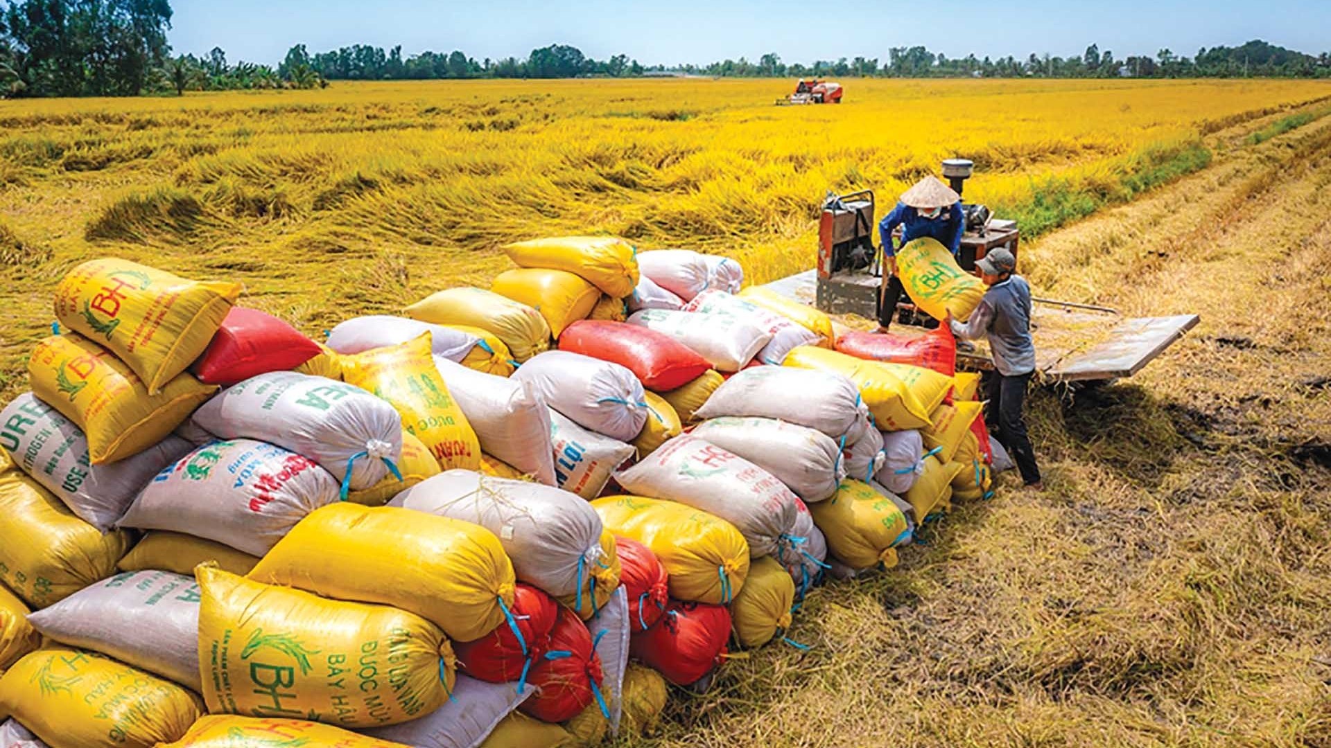 Lúa gạo Việt Nam hội nhập mạnh mẽ với thế giới