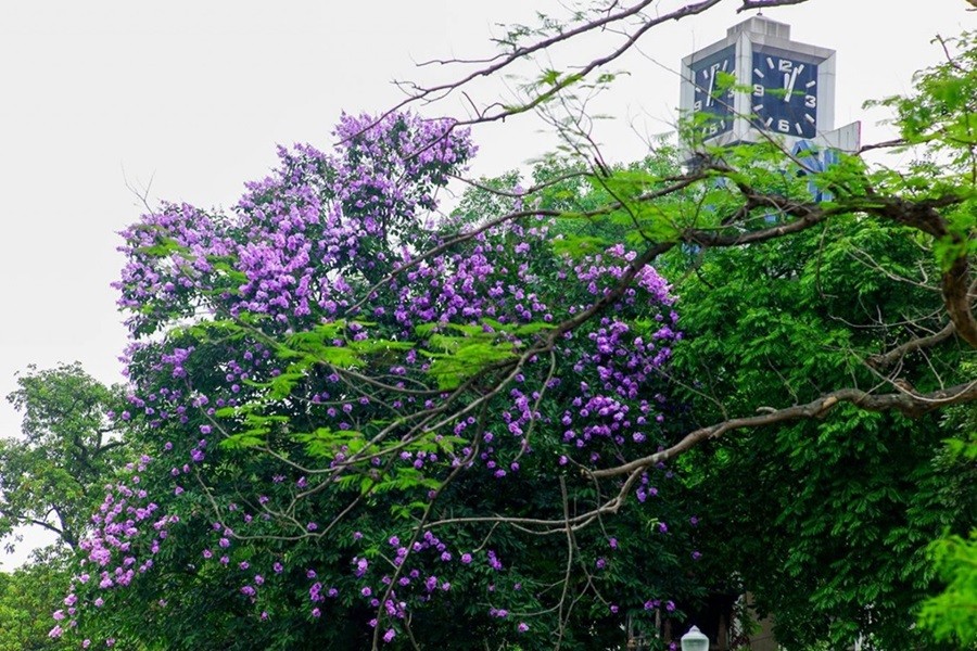 Hoa bằng lăng và công dụng chữa bệnh Hoa bằng lăng và công dụng chữa bệnh