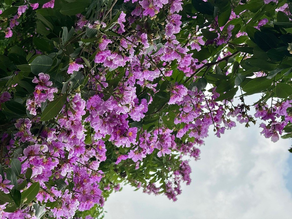 Hoa bằng lăng và công dụng chữa nhiều bệnh Hoa bằng lăng và công dụng chữa nhiều bệnh