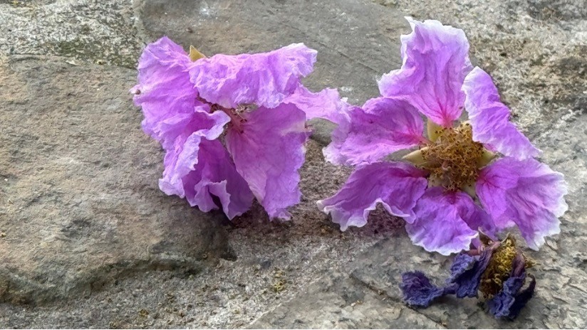 Hoa bằng lăng và công dụng chữa nhiều bệnh Hoa bằng lăng và công dụng chữa nhiều bệnh