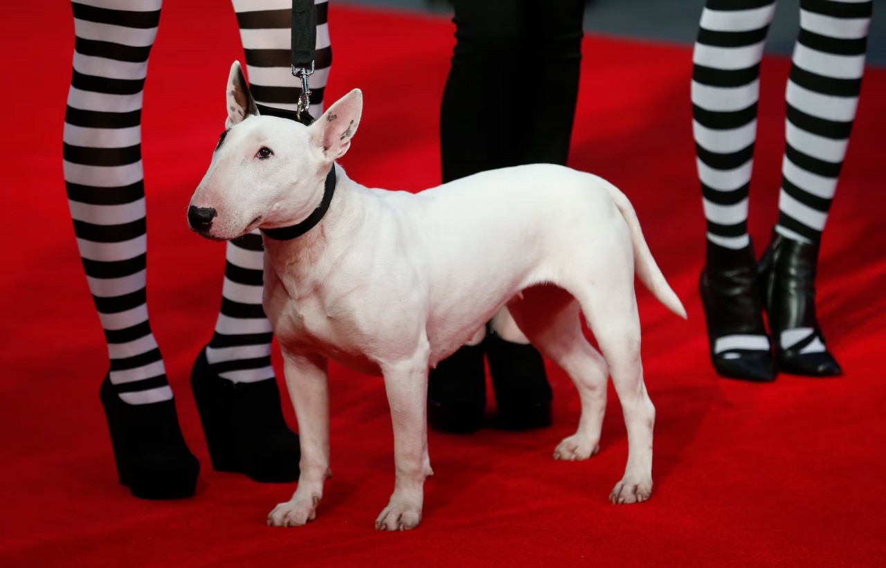 Khoảnh khắc đáng yêu trên thảm đỏ của những ‘người bạn’ lắm lông