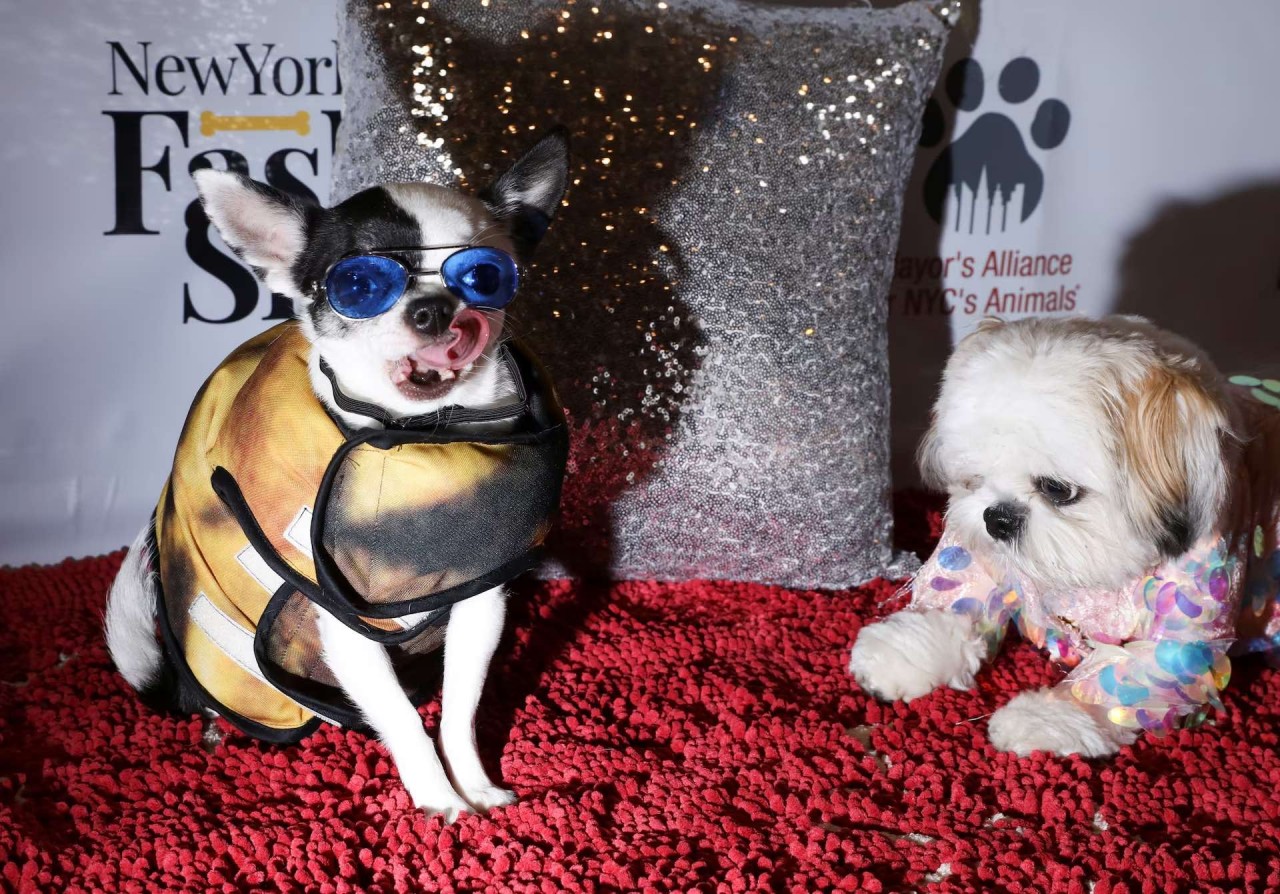 Khoảnh khắc đáng yêu trên thảm đỏ của những ‘người bạn’ lắm lông