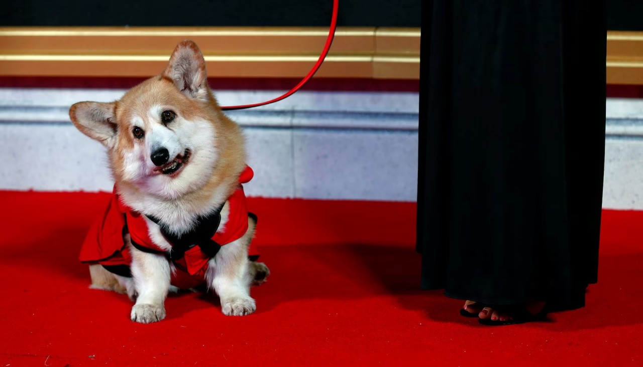 Khoảnh khắc đáng yêu trên thảm đỏ của những ‘người bạn’ lắm lông