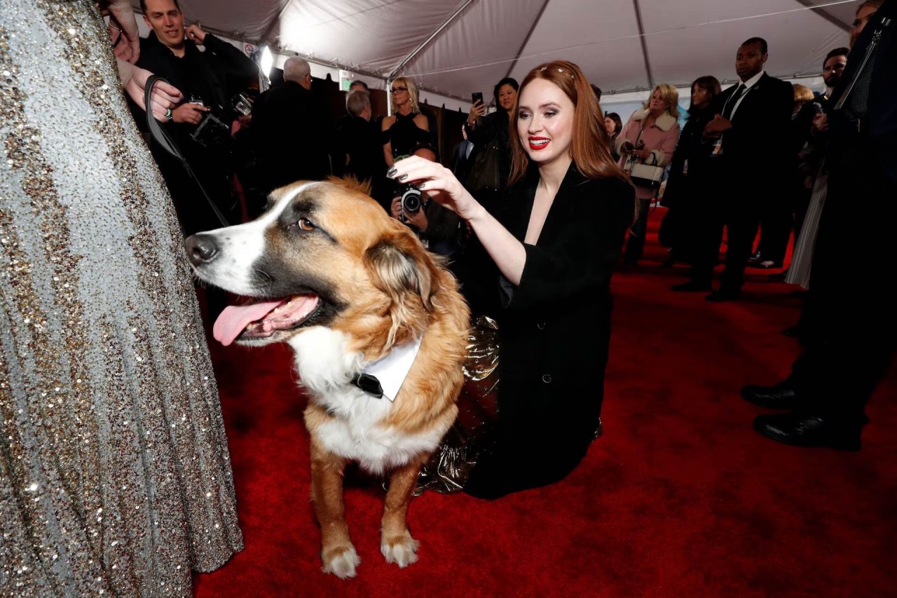 Khoảnh khắc đáng yêu trên thảm đỏ của những ‘người bạn’ lắm lông