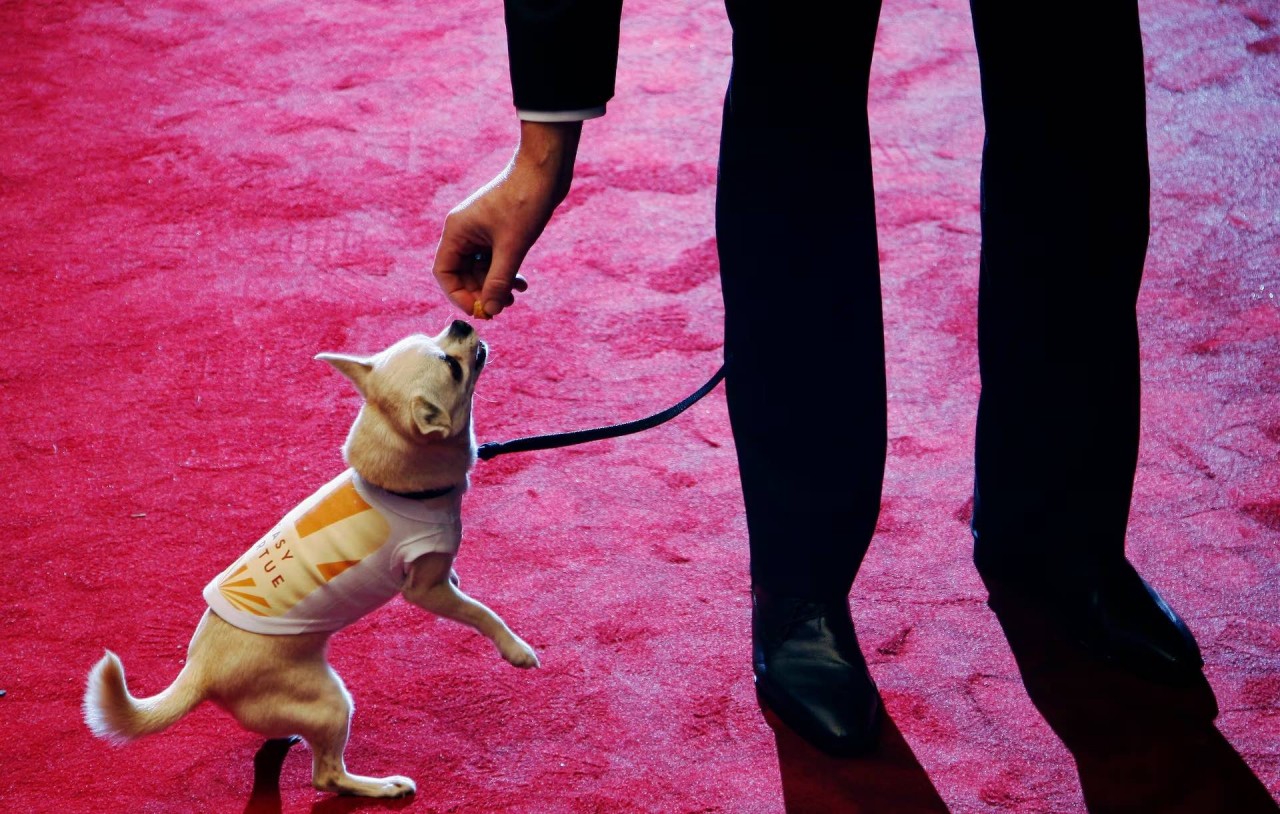 Khoảnh khắc đáng yêu trên thảm đỏ của những ‘người bạn’ lắm lông