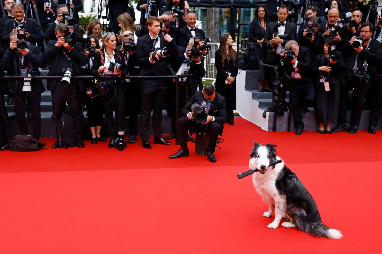 Khoảnh khắc đáng yêu trên thảm đỏ của những ‘người bạn’ lắm lông