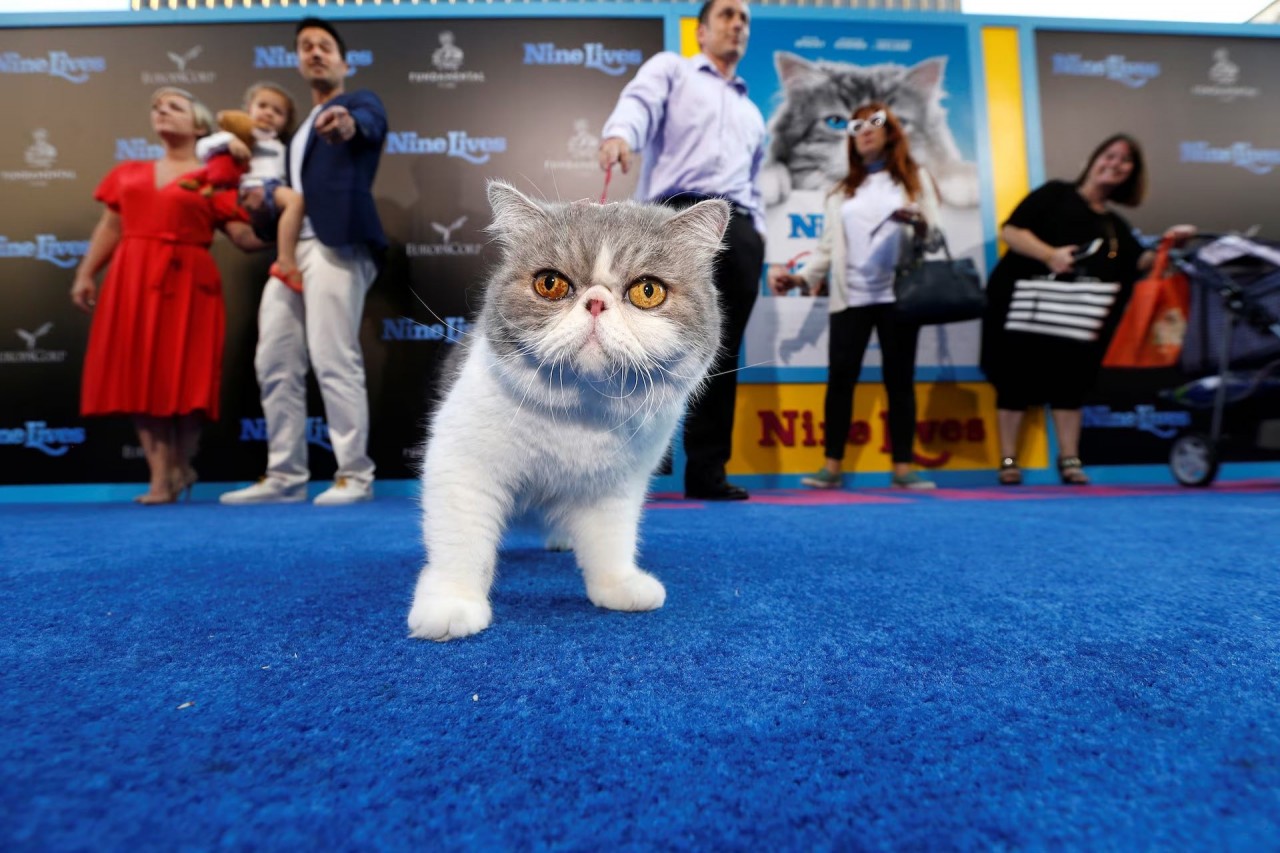 Khoảnh khắc đáng yêu trên thảm đỏ của những ‘người bạn’ lắm lông