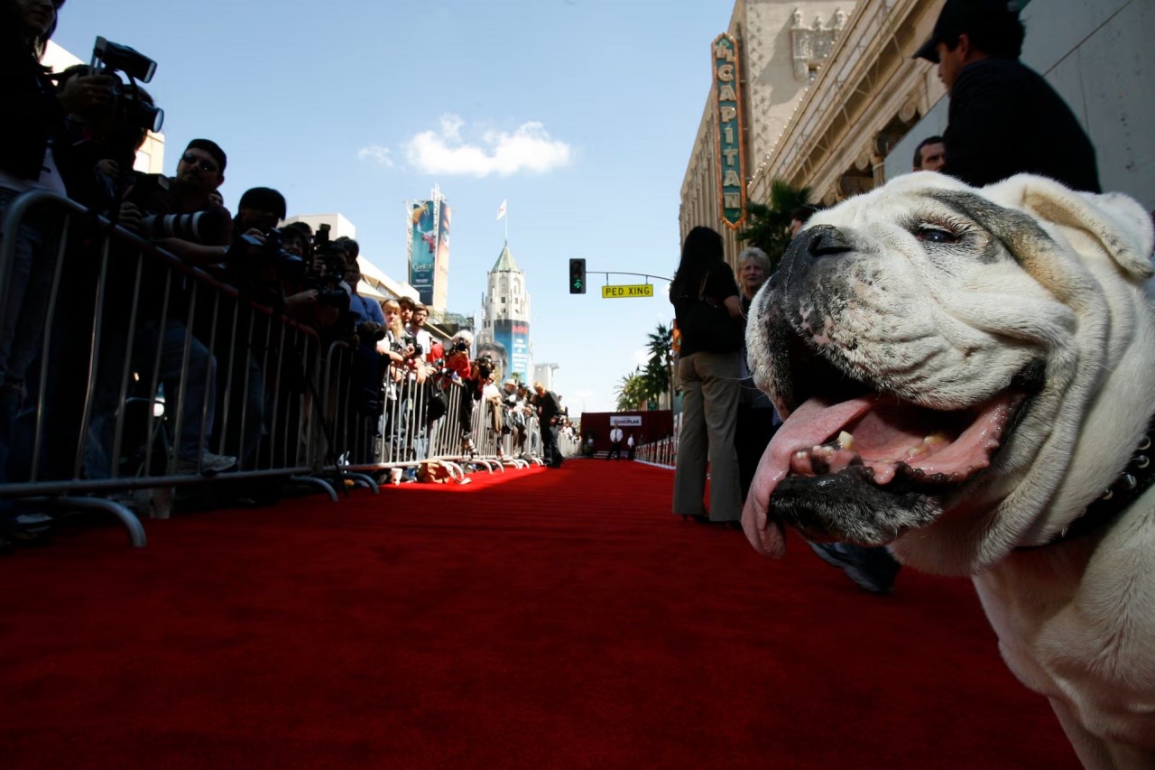 Khoảnh khắc đáng yêu trên thảm đỏ của những ‘người bạn’ lắm lông