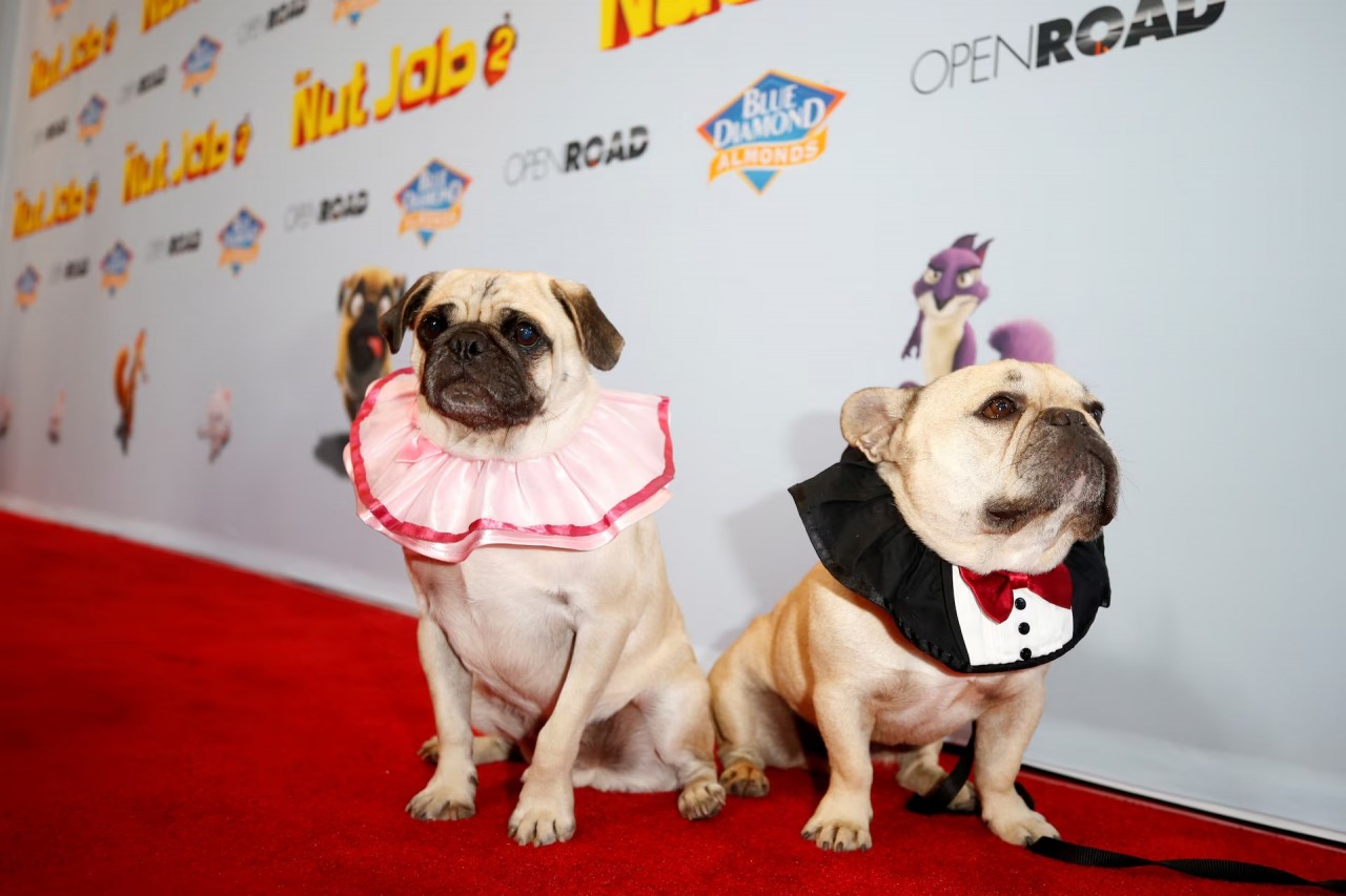 Khoảnh khắc đáng yêu trên thảm đỏ của những ‘người bạn’ lắm lông