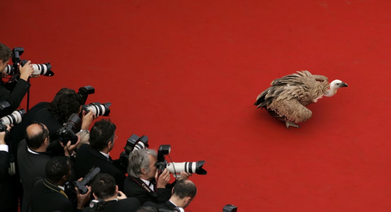 Khoảnh khắc đáng yêu trên thảm đỏ của những ‘người bạn’ lắm lông