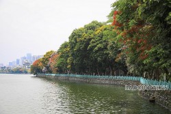 Rực rỡ những sắc hoa ven hồ Tây...