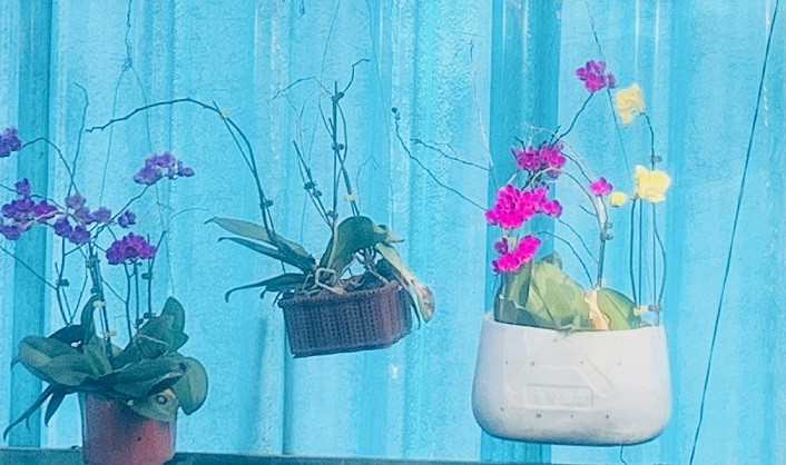 Chuyện cỏ cây ở Trường Sa Chuyện cỏ cây ở Trường Sa