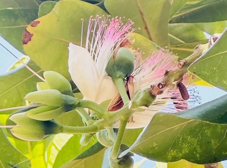 Chuyện cỏ cây ở Trường Sa Chuyện cỏ cây ở Trường Sa