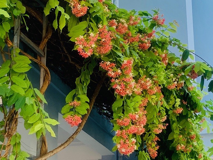 Chuyện cỏ cây ở Trường Sa Chuyện cỏ cây ở Trường Sa