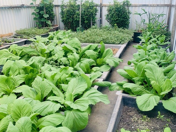 Chuyện cỏ cây ở Trường Sa Chuyện cỏ cây ở Trường Sa