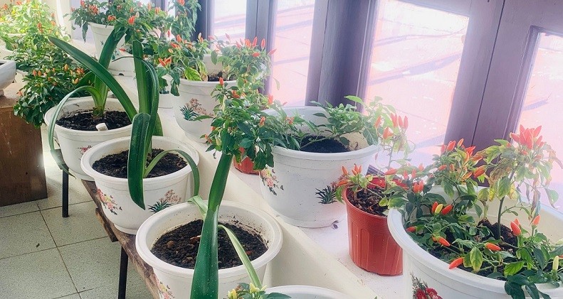 Chuyện cỏ cây ở Trường Sa Chuyện cỏ cây ở Trường Sa