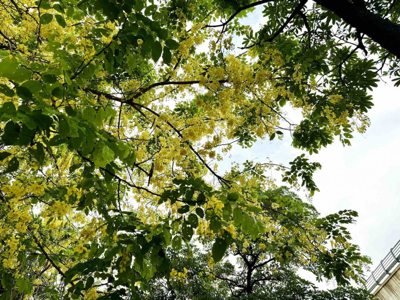 Ngắm sắc hoa rực rỡ mùa Hè Hà Nội