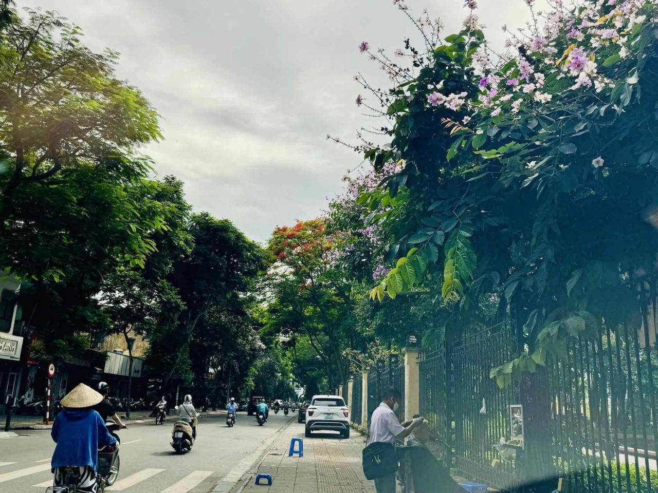 Ngắm sắc hoa rực rỡ mùa Hè Hà Nội