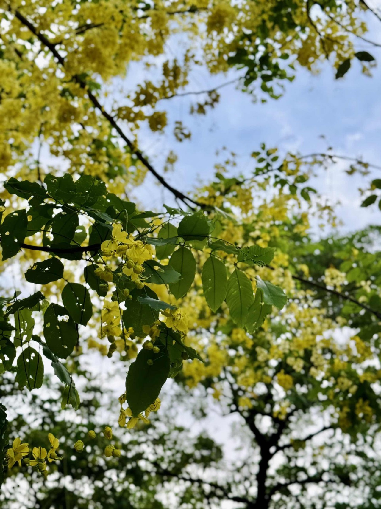 Ngắm sắc hoa rực rỡ mùa Hè Hà Nội