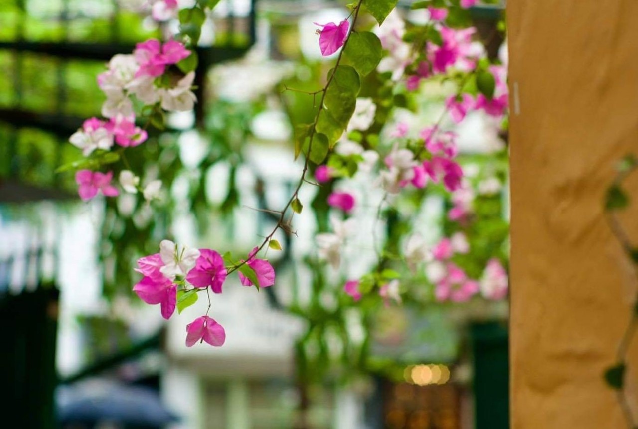 Ngắm sắc hoa rực rỡ mùa Hè Hà Nội