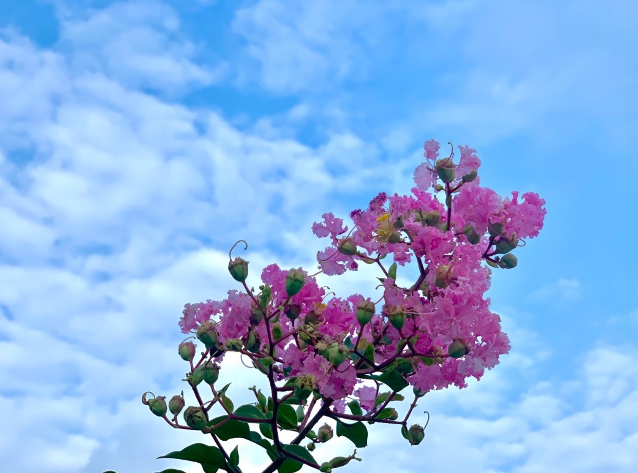 Ngắm sắc hoa rực rỡ mùa Hè Hà Nội