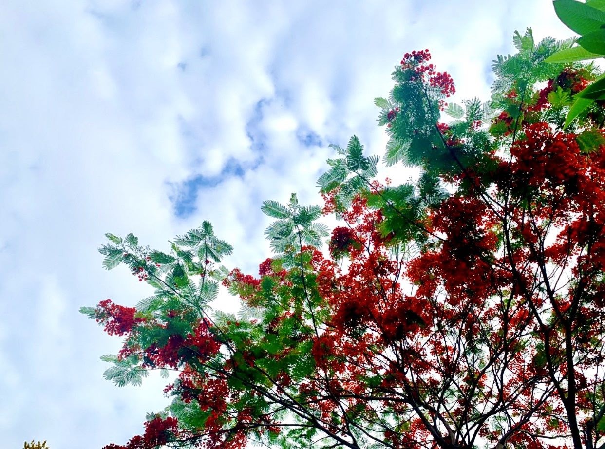 Ngắm sắc hoa rực rỡ mùa Hè Hà Nội