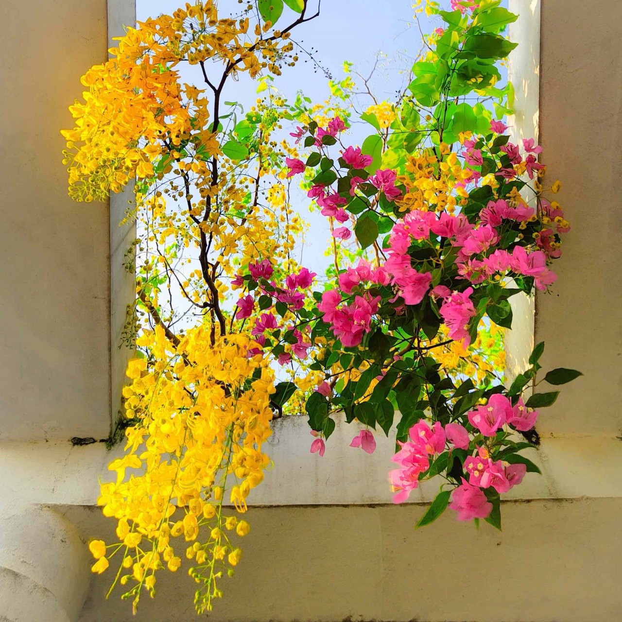 Ngắm sắc hoa rực rỡ mùa Hè Hà Nội