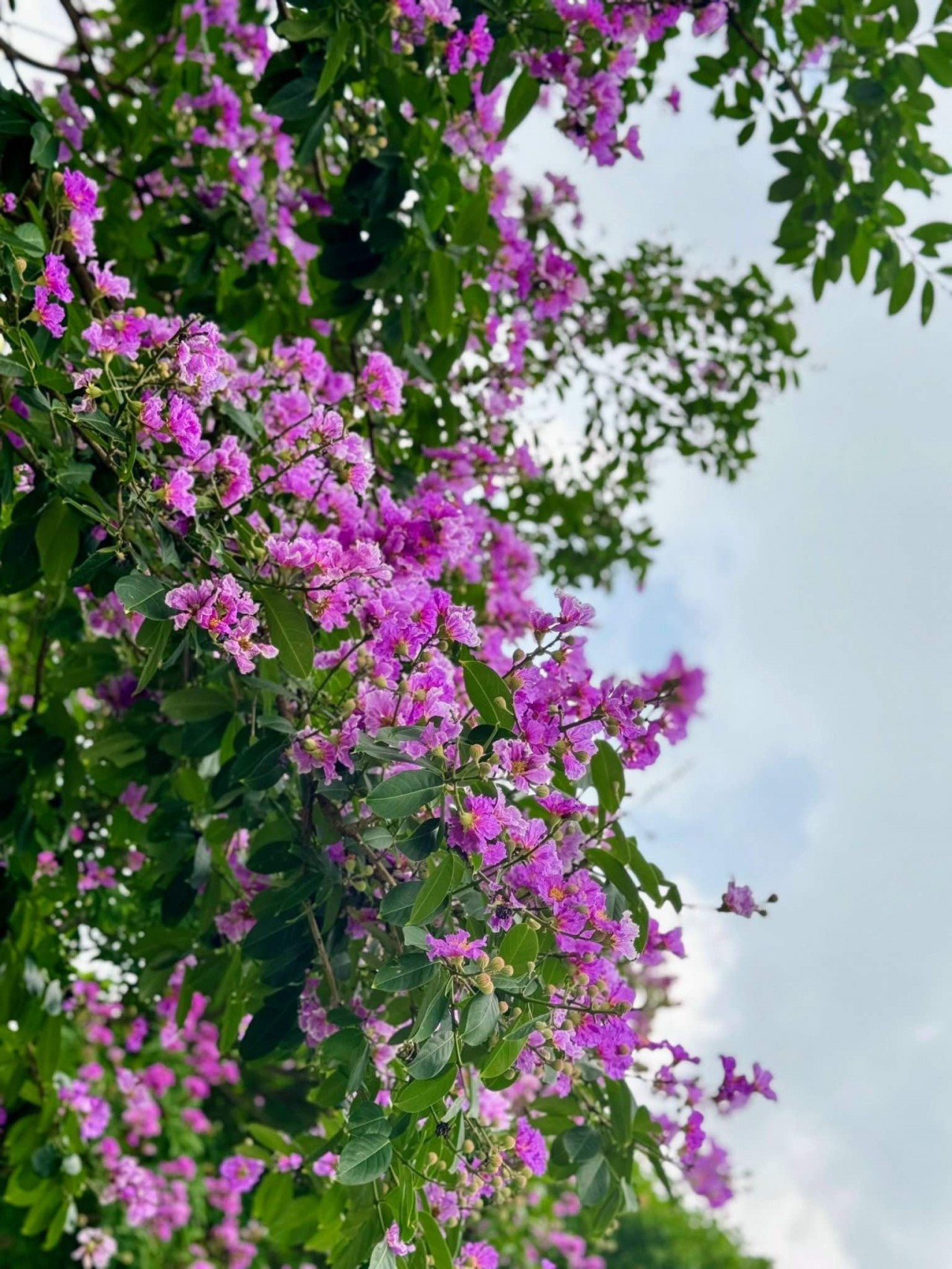 Ngắm sắc hoa rực rỡ mùa Hè Hà Nội